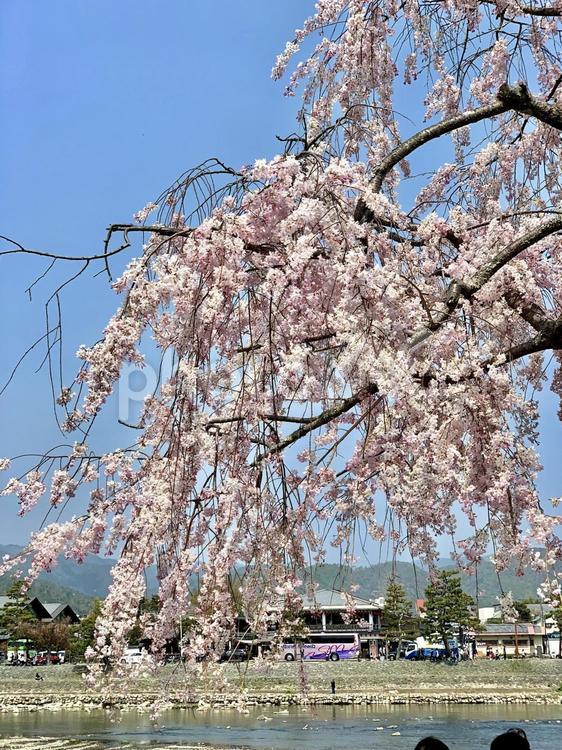 しだれ桜 春,桜,ピンクの写真素材