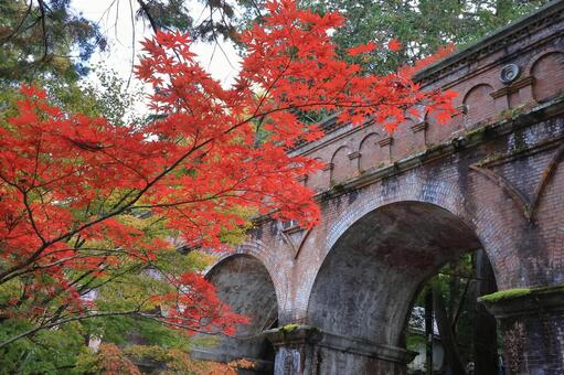 水路閣の紅葉 水路閣,紅葉,橋の写真素材
