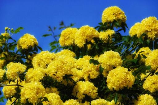 モッコウバラ モッコウバラ モッコウバラ,薔薇,黄色の写真素材