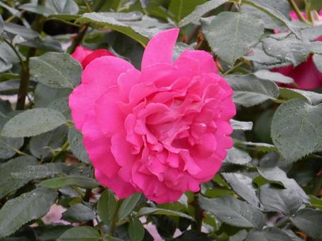 【薔薇の写真】バラの花  【薔薇の写真】バラの花 の写真