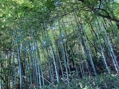 竹林 竹林 竹,タケ,緑の写真素材
