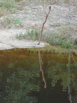 カワセミの乗る枯れ枝とそれが映る水面 カワセミの乗る枯れ枝とそれが映る水面の写真