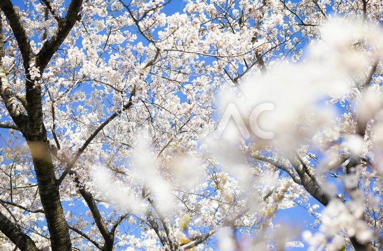 春の満開の桜と青空の背景画像 春,4月,背景の写真素材