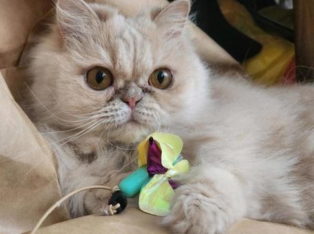 猫じゃらしとねこ 猫じゃらしとねこの写真