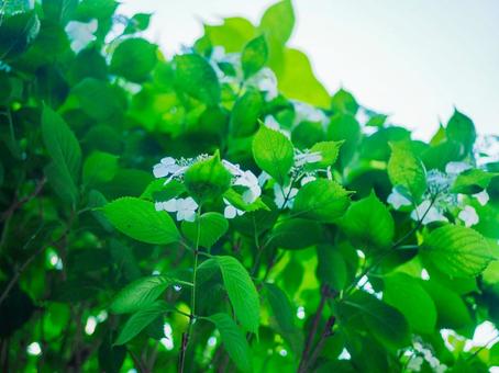 Green leaves and blooming white flowers, JPG Green leaves and blooming white flowers, JPG