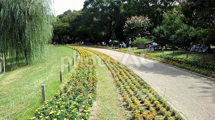 黄色の花の道を散歩 自然,花,道の写真素材