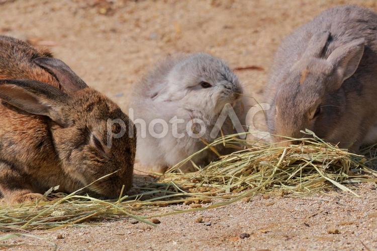 朝食中のうさぎファミリー ウサギ,兎,家族の写真素材