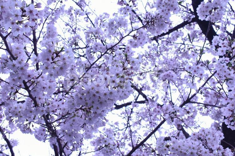 上から見上げた桜の光景 桜,さくら,春の写真素材