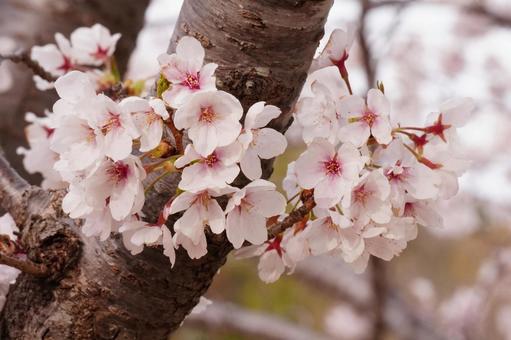 サクラの花 サクラ,花,木の写真素材