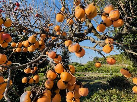 秋空に映える鈴なりの柿の実 柿,果物,フルーツの写真素材
