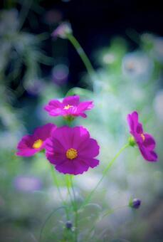 コスモスの写真