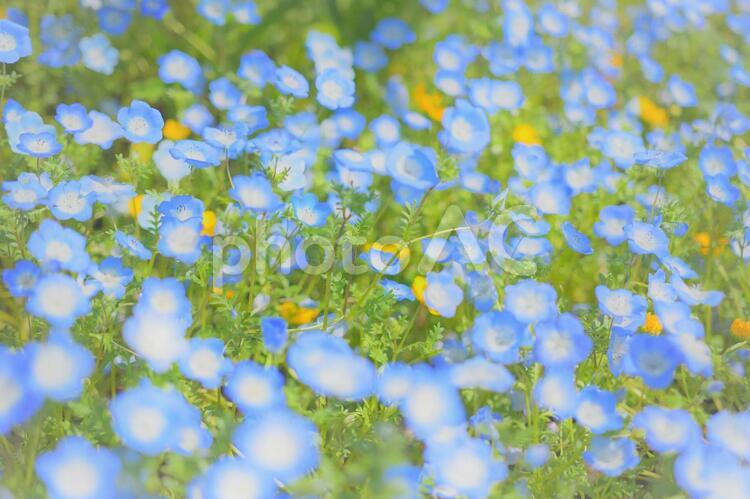 植物　花　ネモフィラ 植物,花,ネモフィラの写真素材