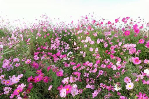 ピンク色のコスモスの花 コスモス畑,青空,ピンクの写真素材