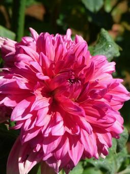 花壇に咲く大きな赤いダリア 花壇に咲く大きな赤いダリアの写真