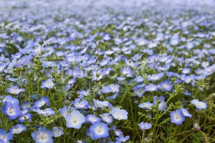 満開のネモフィラ3 ネモフィラ,花,植物の写真素材