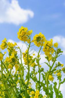 春の黄色い菜の花畑と青空 春の黄色い菜の花畑と青空 菜の花,春,菜の花畑の写真素材
