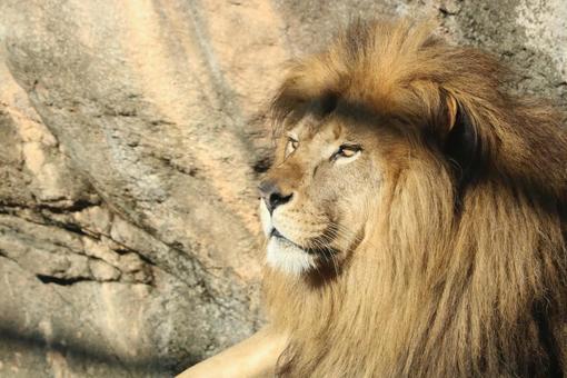 遠くを見るライオン ライオン,夕日,百獣の王の写真素材