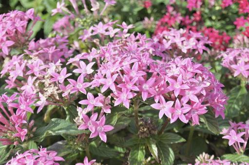 ペンタスの写真