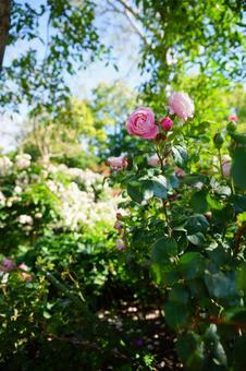 ピンクの薔薇と青空 ピンクの薔薇と青空の写真