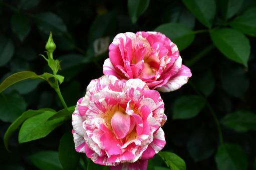 マーブル マーブル 花,植物,ピンクの写真素材