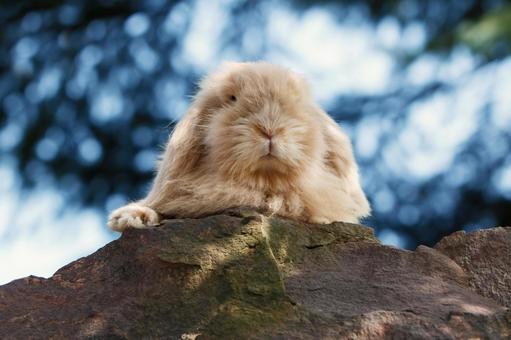 ペットの兎の写真