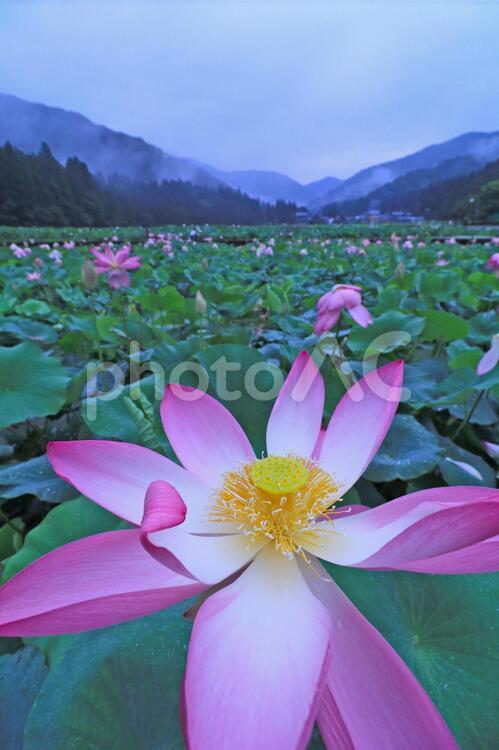 花はすのある風景 花はす,蓮,はすの写真素材