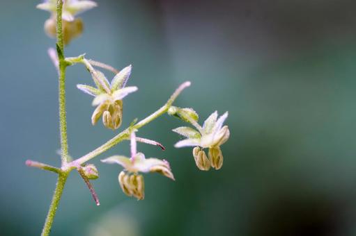 カナムグラ カナムグラ,アサ科,一年草の写真素材