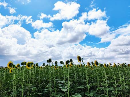 夏の青空とひまわり畑 ひまわり,ひまわり畑,夏の写真素材