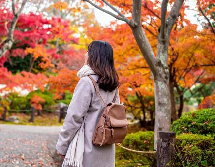 紅葉を見る女性の後ろ姿 紅葉を見る女性の後ろ姿の写真