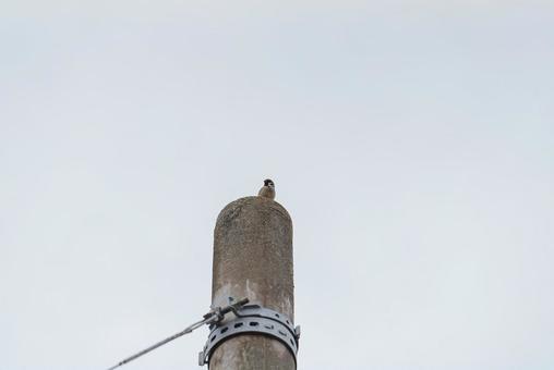 A sparrow looking around from the top of a utility pole, JPG A sparrow looking around from the top of a utility pole, JPG