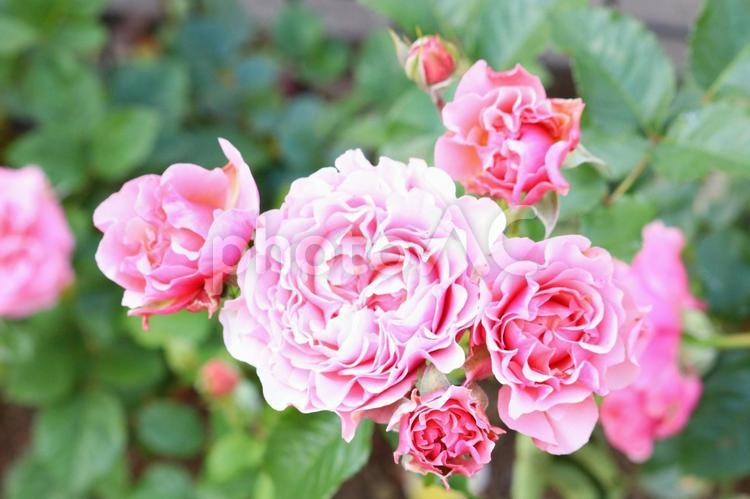 ローズガーデンのピンクの薔薇　５ バラ,薔薇,花の写真素材