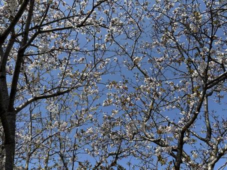 桜 桜の写真