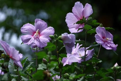 夏の茶室を彩る 夏の茶室を彩るの写真