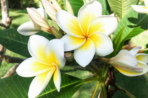 白と黄色のプルメリアと南国の葉 プルメリア,花,白の写真素材