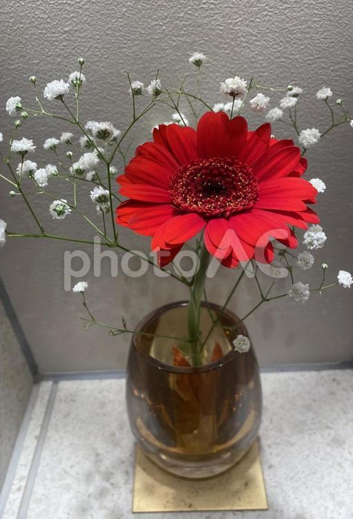 花瓶に飾った花　赤い花　ガーベラ　霞草 花瓶,花,赤い花の写真素材