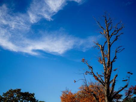 大木の枯れ木 紅葉,風景,背景の写真素材