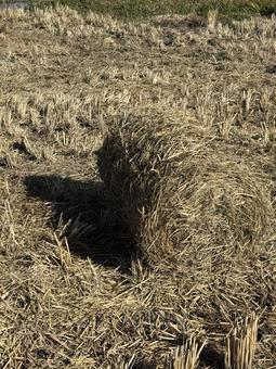 晩秋の田んぼ（藁ロール） 秋,朝,景色の写真素材