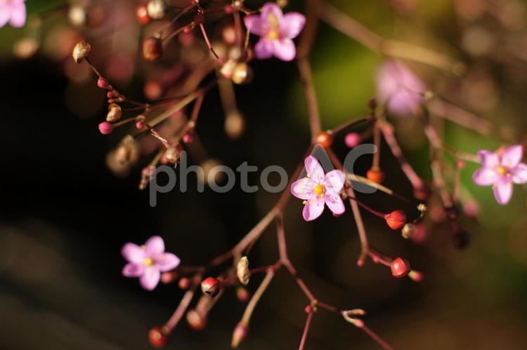 葉は大きいのに花と実はかわいいです。 ナチュラル,野草,花の写真素材