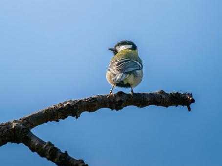 枝にとまるシジュウカラ シジュウカラ,野鳥,鳥の写真素材