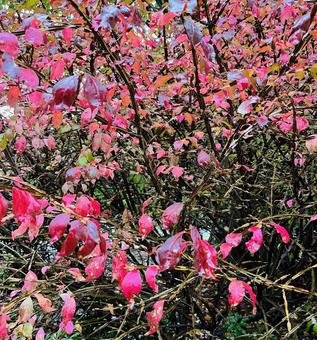 紅葉したニシキギの写真