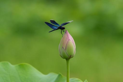 A dragonfly resting on a lotus bud, lotus, bald, lotus buds, JPG