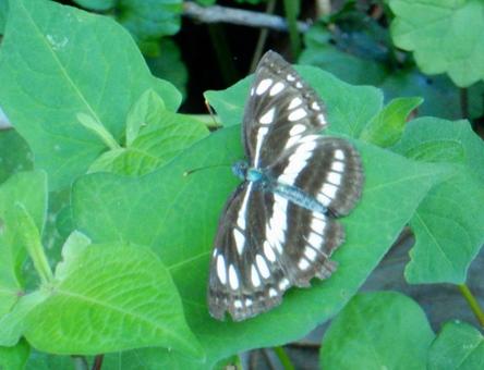 【昆虫写真】コミスジ(小三條) 【昆虫写真】コミスジ(小三條)の写真