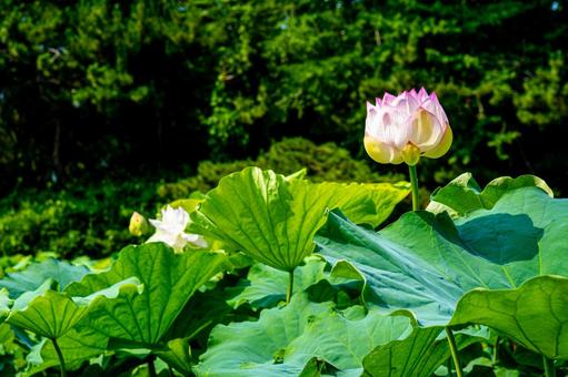 日差しを浴びた蓮の蕾 日差しを浴びた蓮の蕾 蓮の蕾,マクロ,蓮の花の写真素材