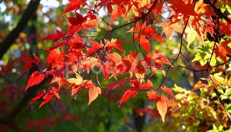 赤く色づいたモミジ枝葉　秋の風景 紅葉,もみじ,秋の写真素材