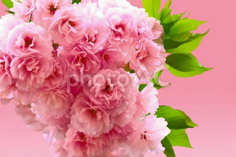 桜の開花イメージ 桜,満開,植物の写真素材