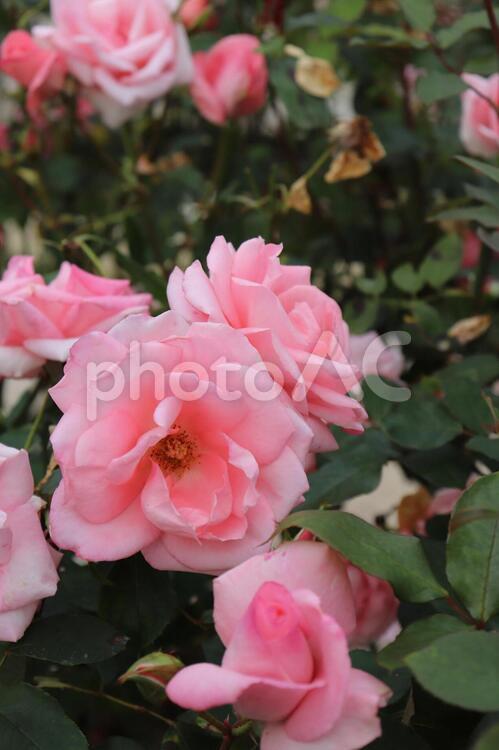 日本生まれのピンクの薔薇、プリンセスアイコ 薔薇,花,植物の写真素材