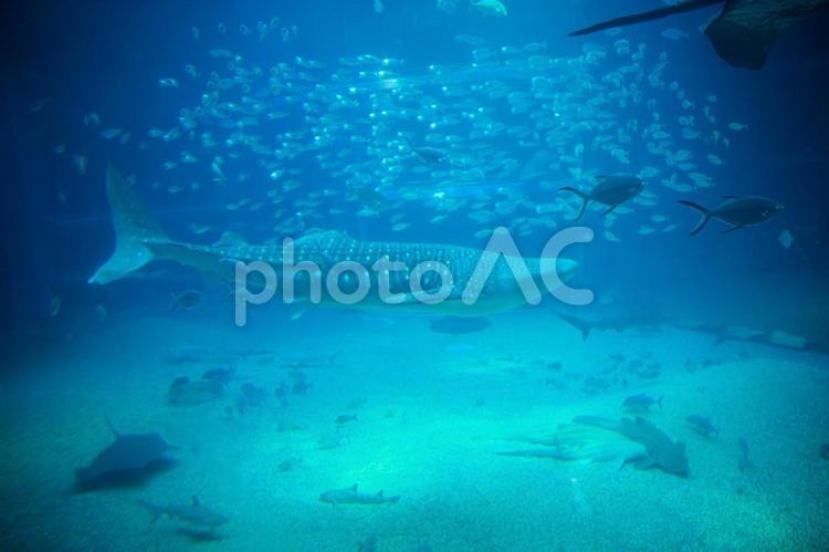 水族館の魚たち 水族館,魚,魚類の写真素材