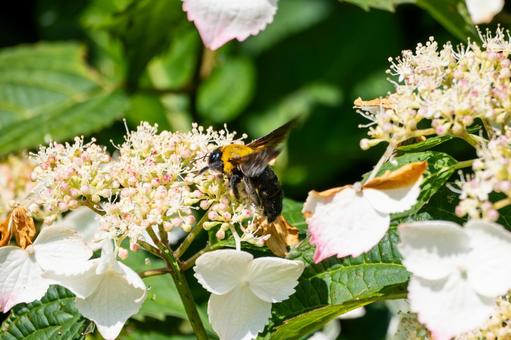 Photo, early summer, bear, honeybee family, 