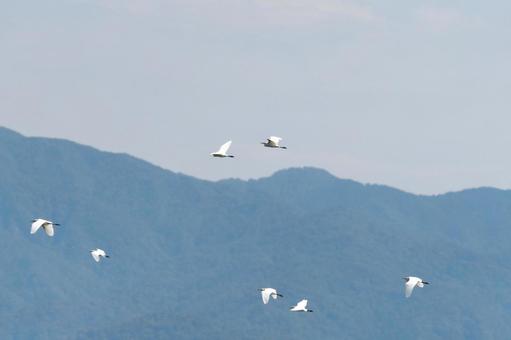 飛んでいくサギの群れ 飛んでいくサギの群れ サギ,鳥,野生の写真素材