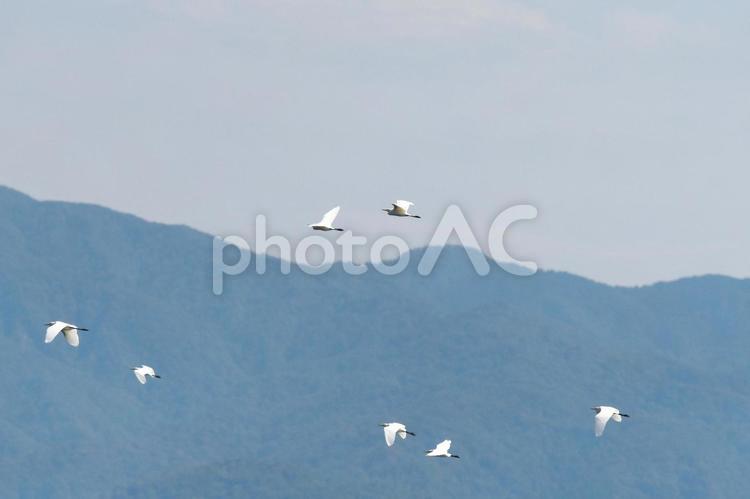 飛んでいくサギの群れ サギ,鳥,野生の写真素材